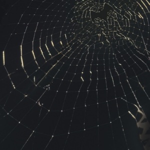 BACARDI-SPIDER
